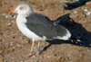 juvenile LBBG, ringed in the Netherlands.